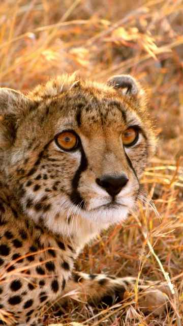 1846 Cheetah Cat